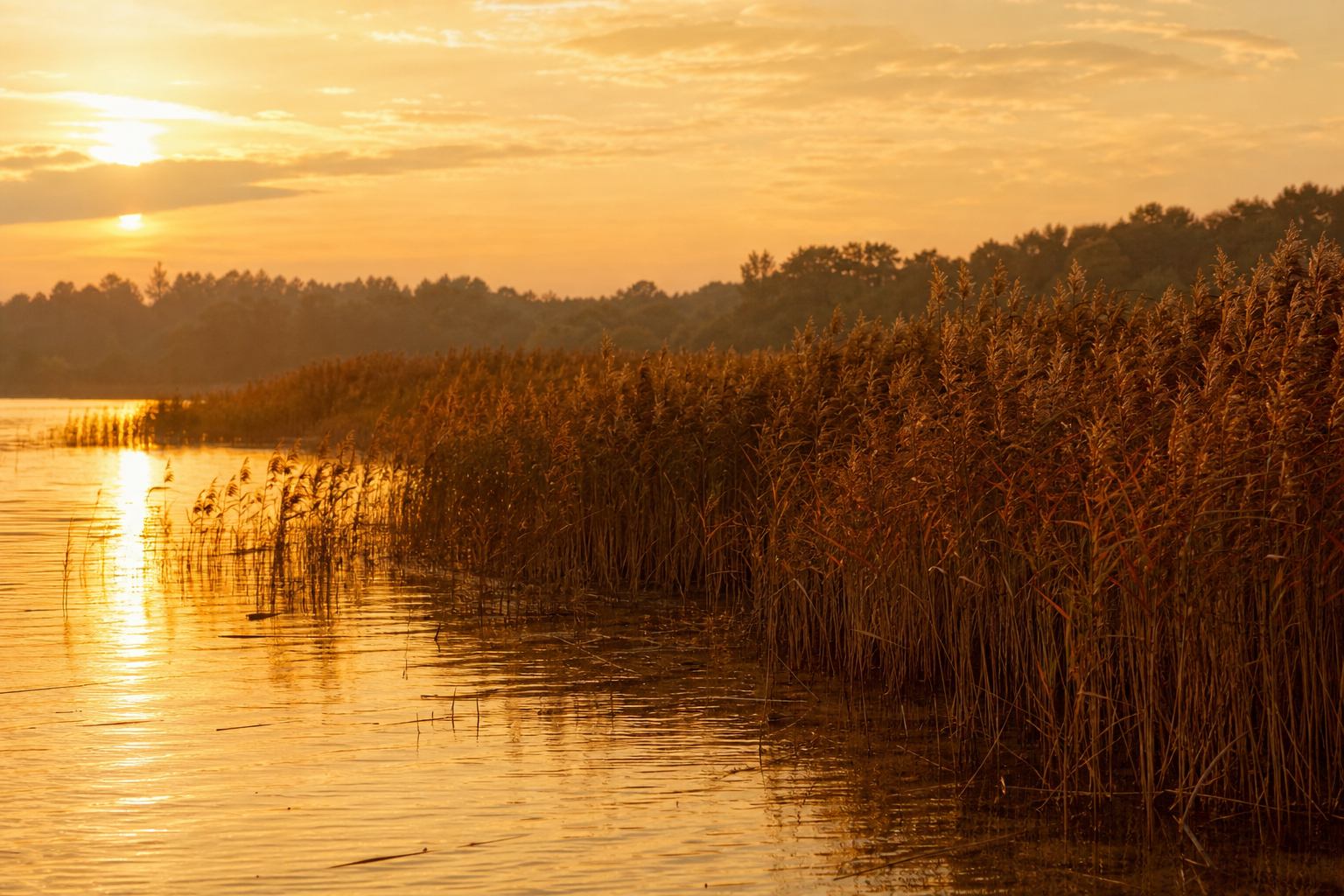 Schilf im Bernsteinlicht über flachem Wasser